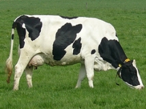 productos vacas