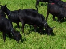 productos cabras