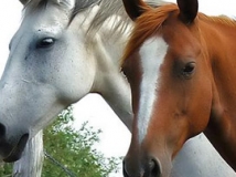 productos caballos