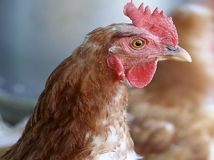 productos pollos